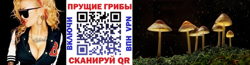 Галлюциногенные грибы Cubensis  купить  цена  Туймазы 